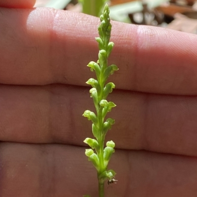 Microtis sp. (Onion Orchid) at Jerrabomberra, NSW - 23 Dec 2022 by Steve_Bok