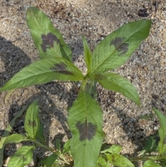 Persicaria maculosa at suppressed - 24 Dec 2022