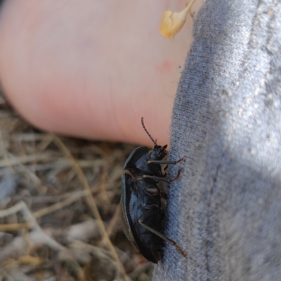 Helea ovata (Pie-dish beetle) at Keith, SA - 23 Dec 2022 by AlexHenry