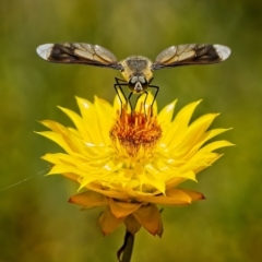 Comptosia quadripennis (a bee fly) at Block 402 - 22 Dec 2022 by Kenp12