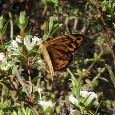 Heteronympha merope (Common Brown Butterfly) at High Range, NSW - 24 Nov 2022 by GlossyGal