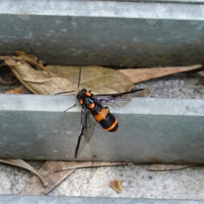 Pterygophorus cinctus (Bottlebrush sawfly) at Hughes, ACT - 24 Dec 2022 by ebristow