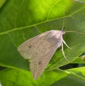 Mythimna (Pseudaletia) convecta at Jerrabomberra, NSW - suppressed