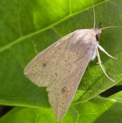 Mythimna (Pseudaletia) convecta at Jerrabomberra, NSW - suppressed