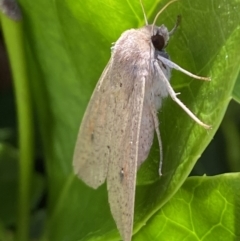 Mythimna (Pseudaletia) convecta at Jerrabomberra, NSW - suppressed