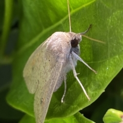 Mythimna (Pseudaletia) convecta at Jerrabomberra, NSW - suppressed