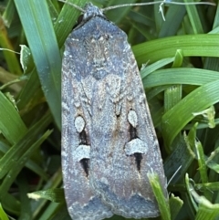 Agrotis infusa (Bogong Moth, Common Cutworm) at Jerrabomberra, NSW - 24 Dec 2022 by Steve_Bok