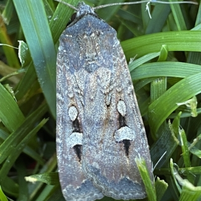 Agrotis infusa (Bogong Moth, Common Cutworm) at Jerrabomberra, NSW - 23 Dec 2022 by Steve_Bok