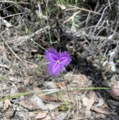Thysanotus tuberosus (Common Fringe-lily) at Mount Jerrabomberra QP - 24 Dec 2022 by Mavis