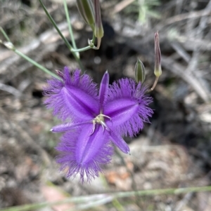 Thysanotus tuberosus at Jerrabomberra, NSW - 24 Dec 2022 01:15 PM