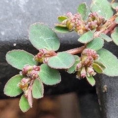 Euphorbia prostrata (Red Caustic Weed) at Nambucca Heads, NSW - 24 Dec 2022 by trevorpreston