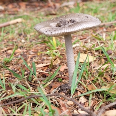 Amanita sp. (Amanita sp.) at Nambucca Heads, NSW - 24 Dec 2022 by trevorpreston