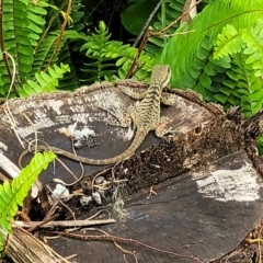 Intellagama lesueurii lesueurii (Eastern Water Dragon) at Nambucca Heads, NSW - 24 Dec 2022 by trevorpreston