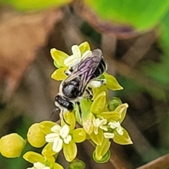 Unidentified Bee (Hymenoptera, Apiformes) at Nambucca Heads, NSW - 24 Dec 2022 by trevorpreston