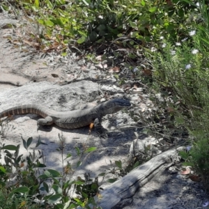 Varanus rosenbergi at Tennent, ACT - suppressed