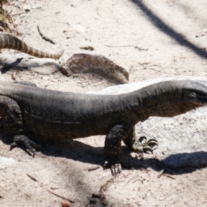 Varanus rosenbergi at Tennent, ACT - suppressed