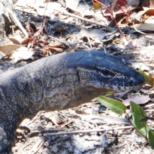 Varanus rosenbergi at Tennent, ACT - suppressed