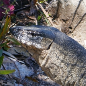 Varanus rosenbergi at Tennent, ACT - suppressed