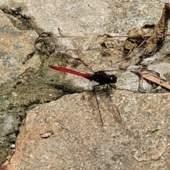 Orthetrum villosovittatum (Fiery Skimmer) at Nambucca Heads, NSW - 24 Dec 2022 by trevorpreston