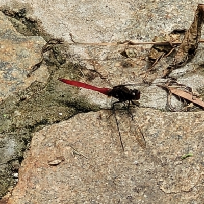 Orthetrum villosovittatum (Fiery Skimmer) at Nambucca Heads, NSW - 24 Dec 2022 by trevorpreston