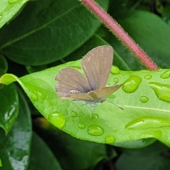 Zizina otis (Common Grass-Blue) at Nambucca Heads, NSW - 24 Dec 2022 by trevorpreston