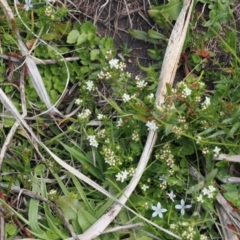 Asperula gunnii (Mountain Woodruff) at Booth, ACT - 18 Nov 2022 by RAllen