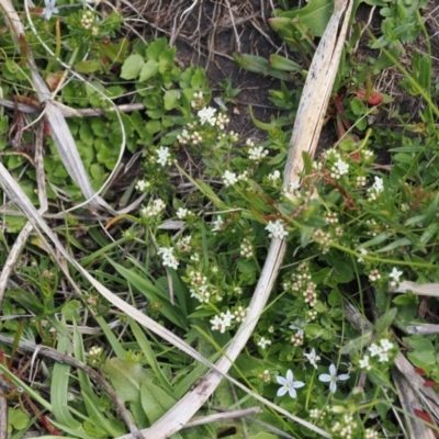 Asperula gunnii (Mountain Woodruff) at Booth, ACT - 18 Nov 2022 by RAllen