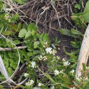 Asperula gunnii at Booth, ACT - 18 Nov 2022