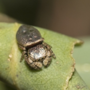 Simaethula sp. (genus) at Higgins, ACT - 23 Dec 2022