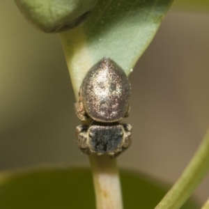 Simaethula sp. (genus) at Higgins, ACT - 23 Dec 2022