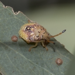 Anischys sp. (genus) (Unidentified Anischys bug) at Higgins, ACT - 22 Dec 2022 by AlisonMilton