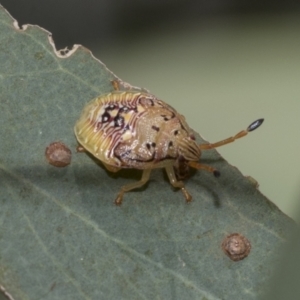 Anischys sp. (genus) at Higgins, ACT - 23 Dec 2022