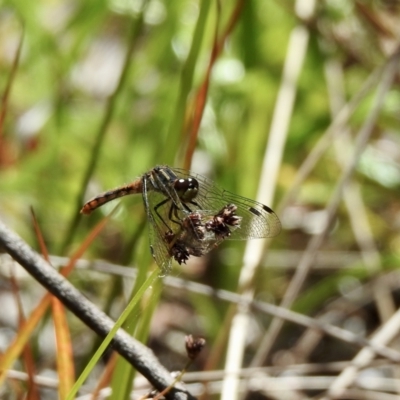 Nannophya dalei (Eastern Pygmyfly) at High Range, NSW - 23 Nov 2022 by GlossyGal