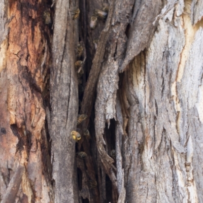 Apis mellifera (European honey bee) at Higgins, ACT - 22 Dec 2022 by AlisonMilton