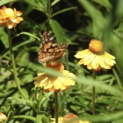 Vanessa kershawi (Australian Painted Lady) at High Range, NSW - 24 Nov 2022 by GlossyGal