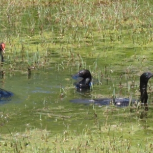 Phalacrocorax sulcirostris at Fyshwick, ACT - 23 Dec 2022 11:53 AM