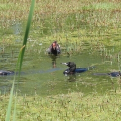 Phalacrocorax sulcirostris at Fyshwick, ACT - 23 Dec 2022 11:53 AM