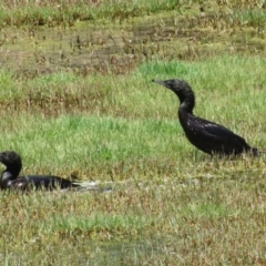 Phalacrocorax sulcirostris at Fyshwick, ACT - 23 Dec 2022 11:53 AM