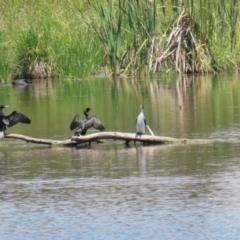 Phalacrocorax sulcirostris at Fyshwick, ACT - 23 Dec 2022 11:53 AM