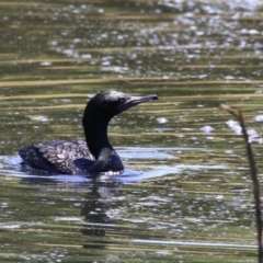 Phalacrocorax sulcirostris at Fyshwick, ACT - 23 Dec 2022 11:53 AM