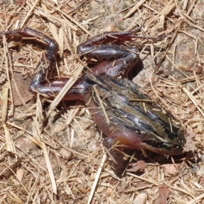 Limnodynastes peronii (Brown-striped Frog) at Jerrabomberra Wetlands - 23 Dec 2022 by RodDeb
