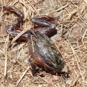 Limnodynastes peronii at Fyshwick, ACT - 23 Dec 2022