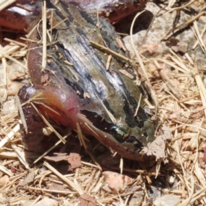 Limnodynastes peronii at Fyshwick, ACT - 23 Dec 2022