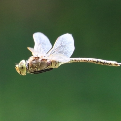 Anax papuensis (Australian Emperor) at Fyshwick, ACT - 23 Dec 2022 by RodDeb