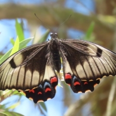 Papilio aegeus (Orchard Swallowtail, Large Citrus Butterfly) at Jerrabomberra Wetlands - 23 Dec 2022 by RodDeb