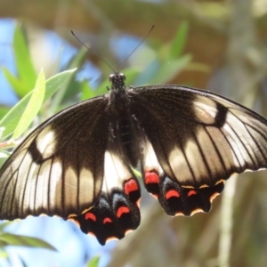 Papilio aegeus at Fyshwick, ACT - 23 Dec 2022 01:07 PM