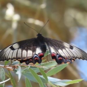 Papilio aegeus at Fyshwick, ACT - 23 Dec 2022 01:07 PM