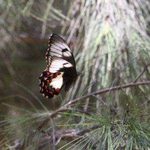 Papilio aegeus at Fyshwick, ACT - 23 Dec 2022 01:07 PM