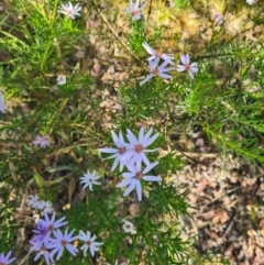 Olearia tenuifolia (Narrow-leaved Daisybush) at Latham, ACT - 23 Dec 2022 by Jiggy