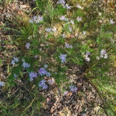 Olearia tenuifolia at Latham, ACT - 24 Dec 2022 09:52 AM